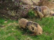 68 Famiglia di marmotte